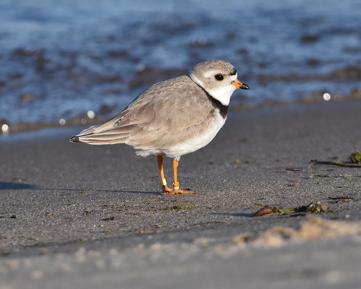 Piping Plover - ML619911354