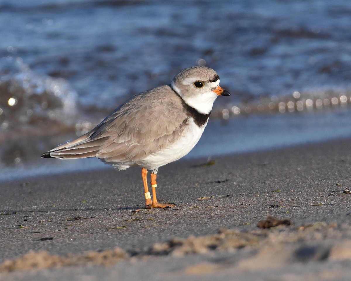 Piping Plover - ML619911355