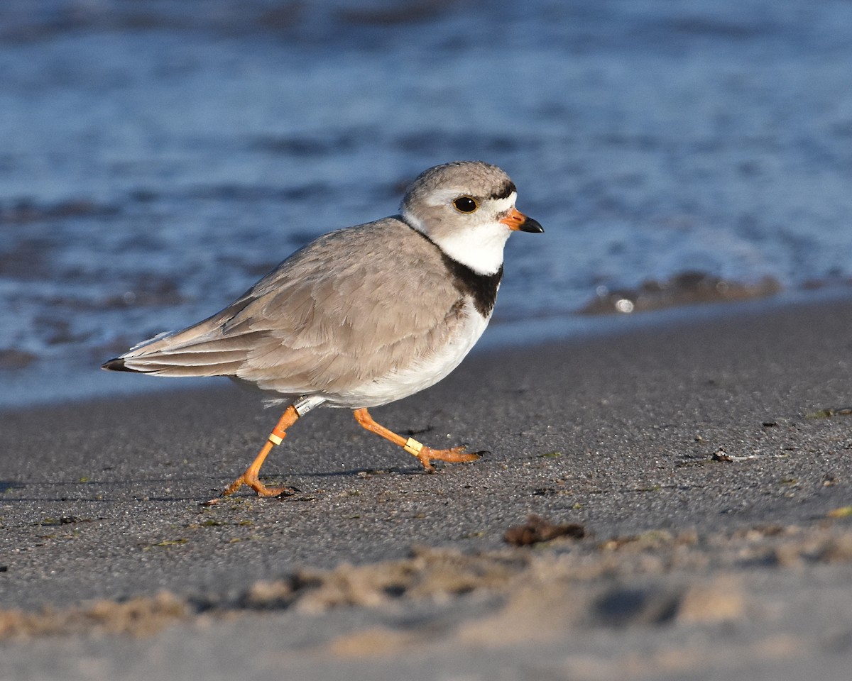 Piping Plover - ML619911356