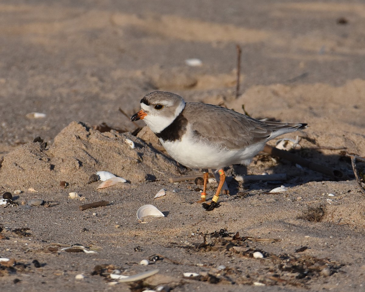 Piping Plover - ML619911357