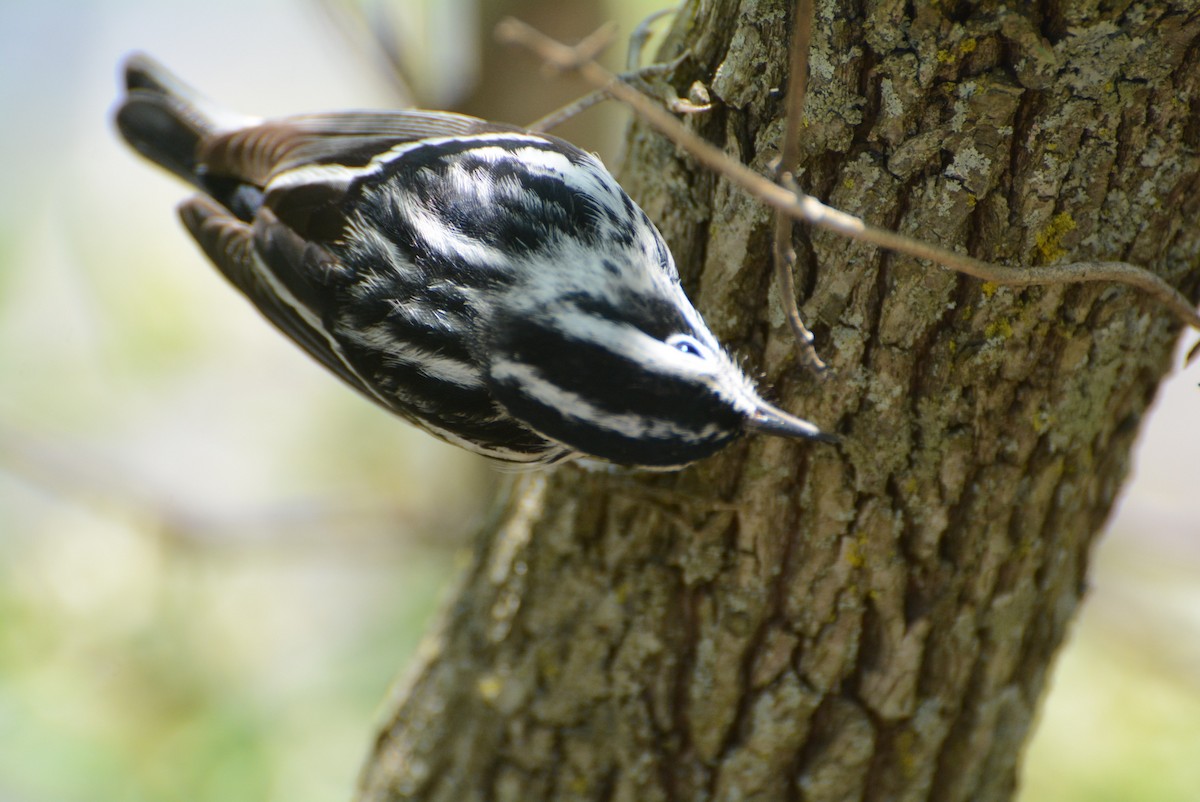 Black-and-white Warbler - ML619911368