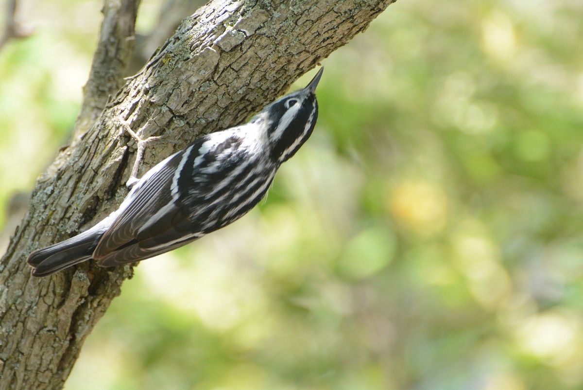 Black-and-white Warbler - ML619911369