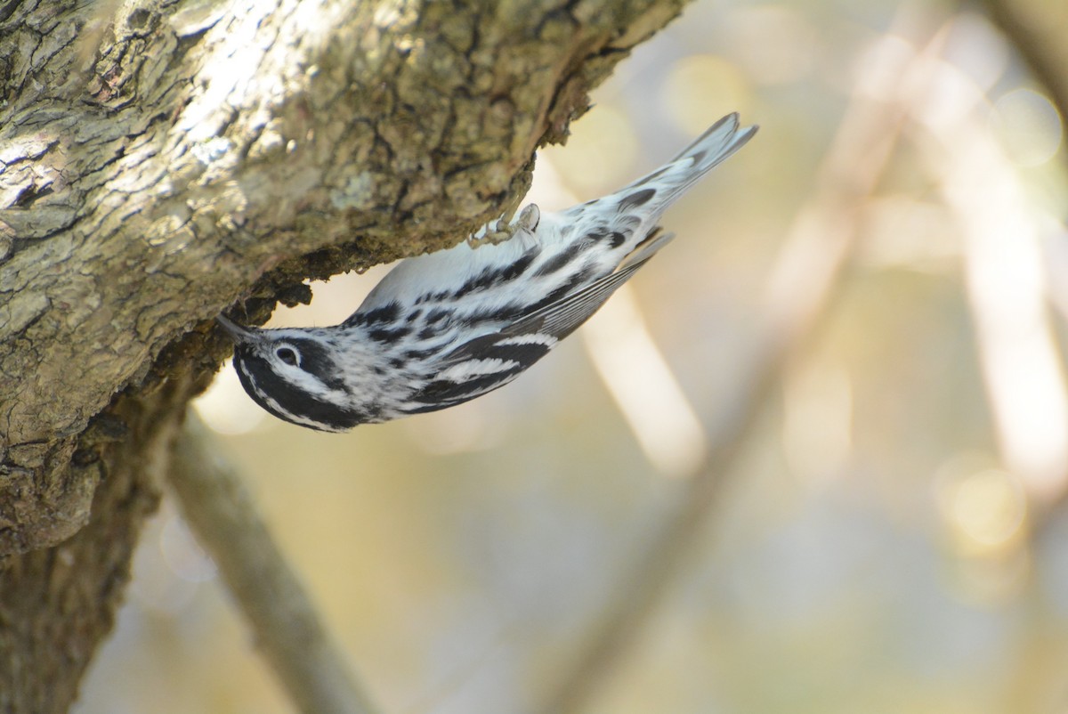 Black-and-white Warbler - ML619911370
