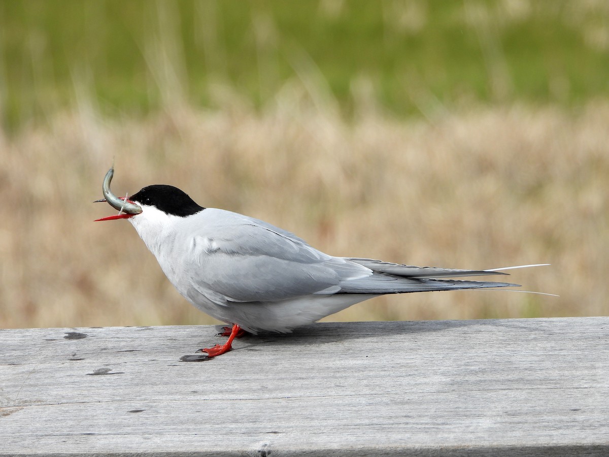 Arctic Tern - ML619911376