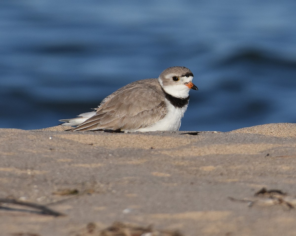 Piping Plover - ML619911378