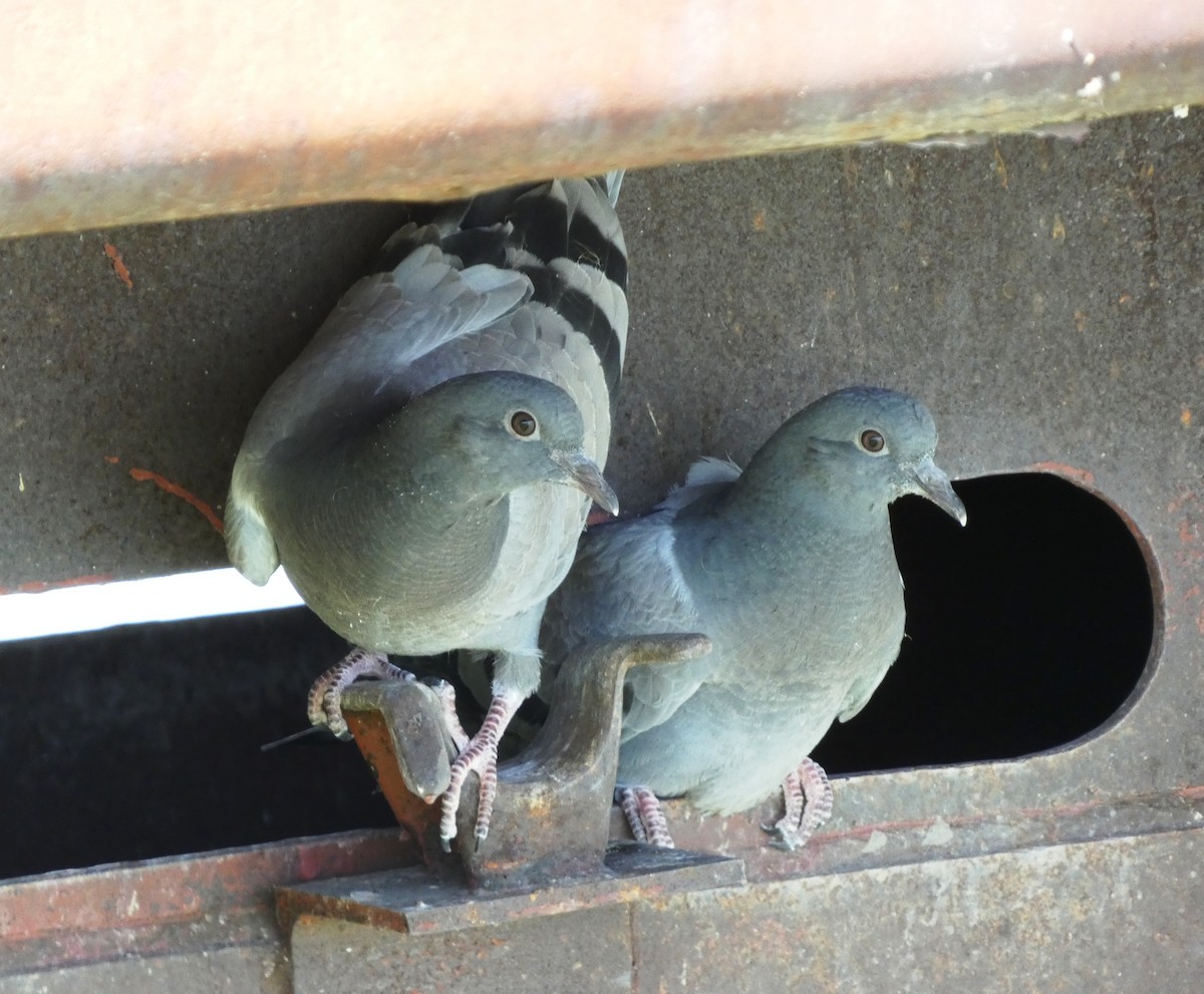 Rock Pigeon (Feral Pigeon) - ML619911380