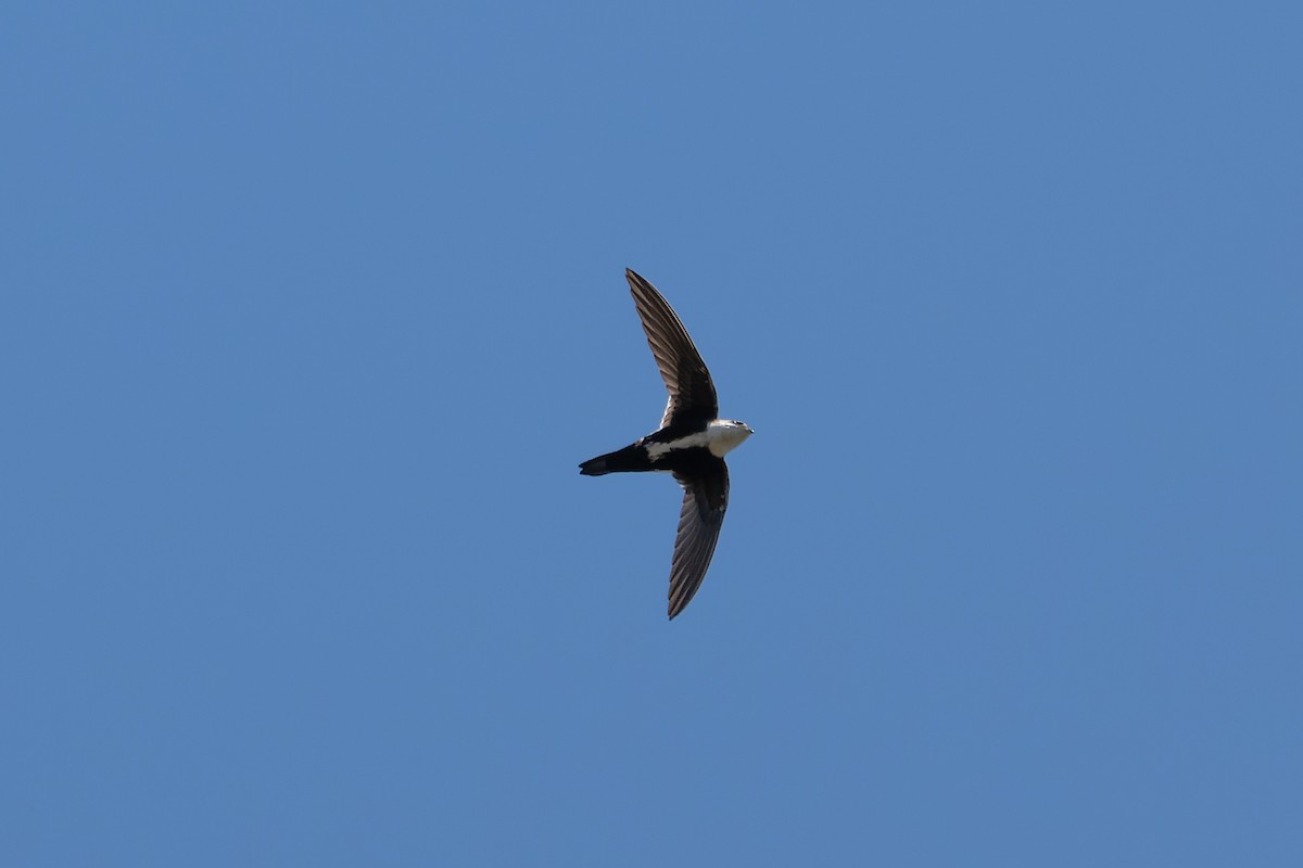 White-throated Swift - ML619911384