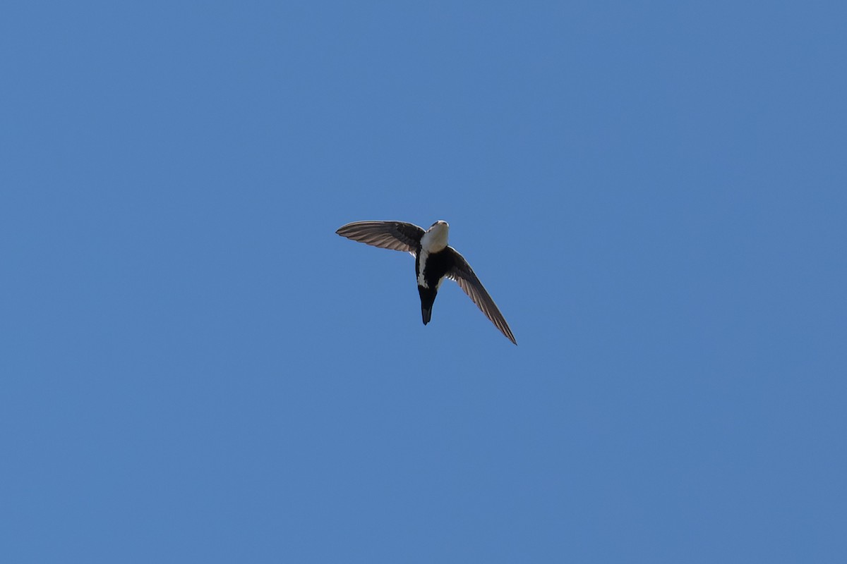 White-throated Swift - ML619911385