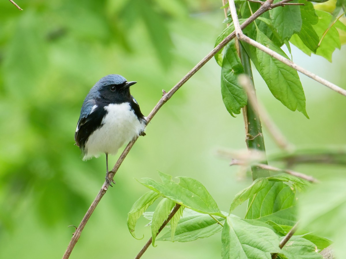 Black-throated Blue Warbler - ML619911394