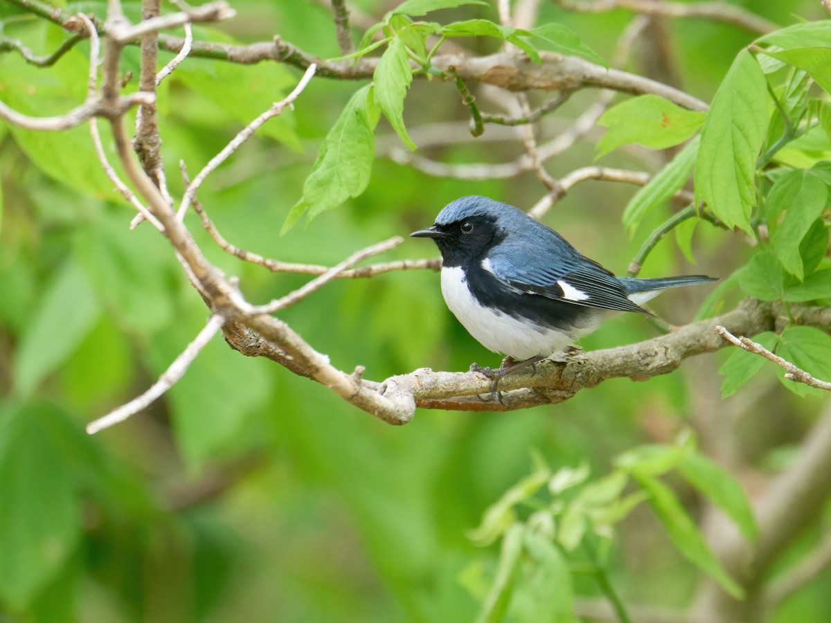 Black-throated Blue Warbler - ML619911395