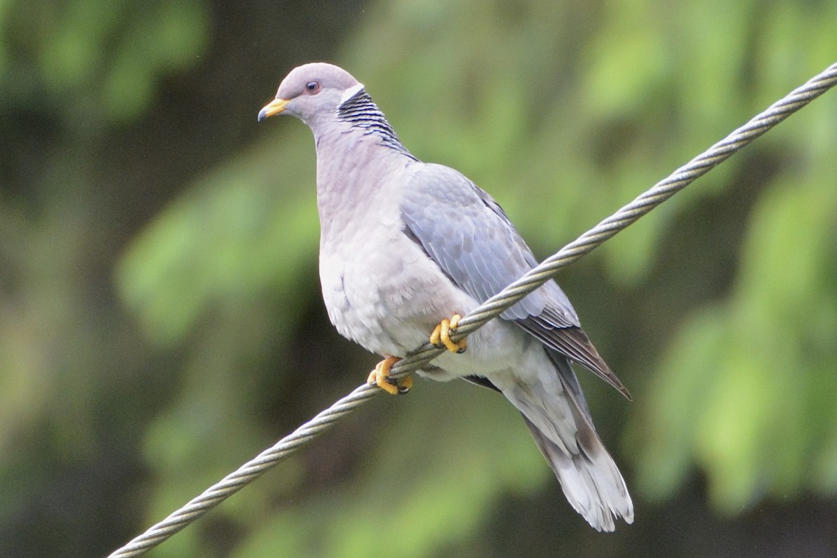 Band-tailed Pigeon - ML619911404