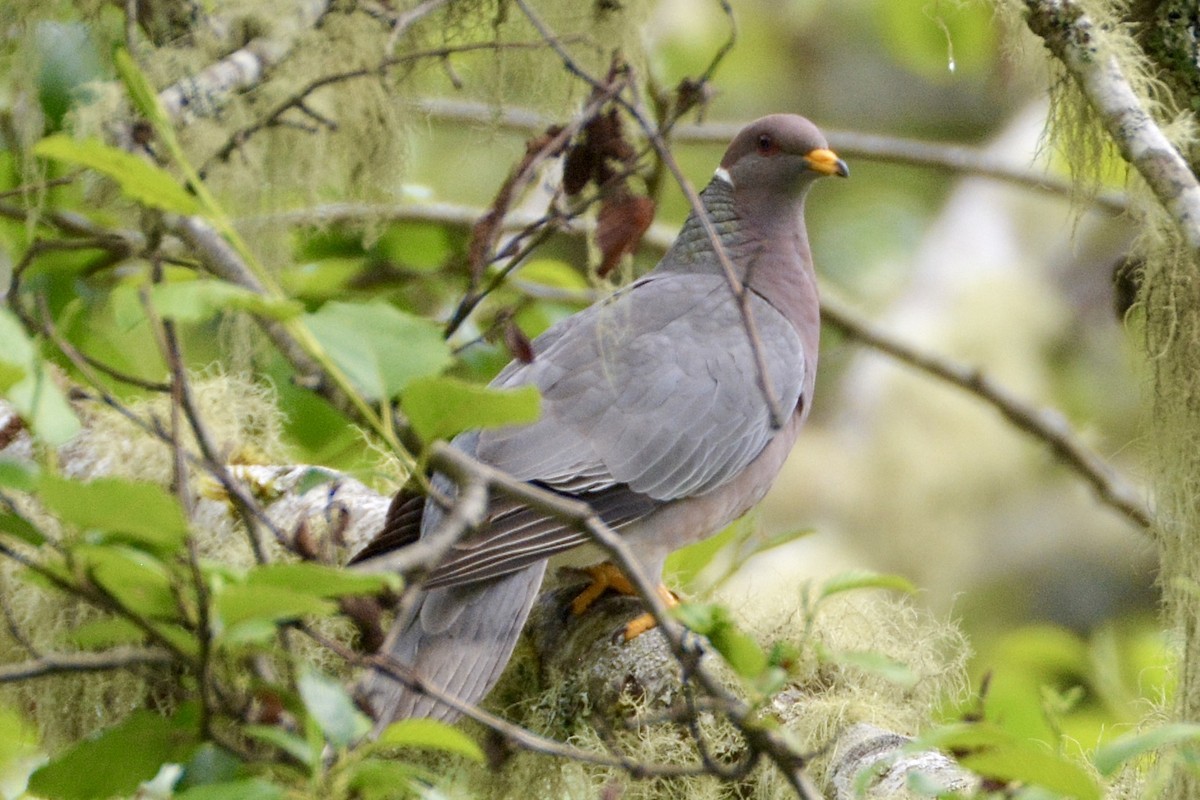 Band-tailed Pigeon - ML619911405