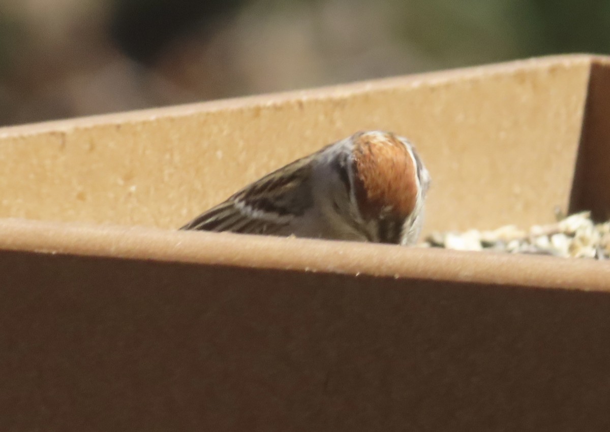 Chipping Sparrow - ML619911418