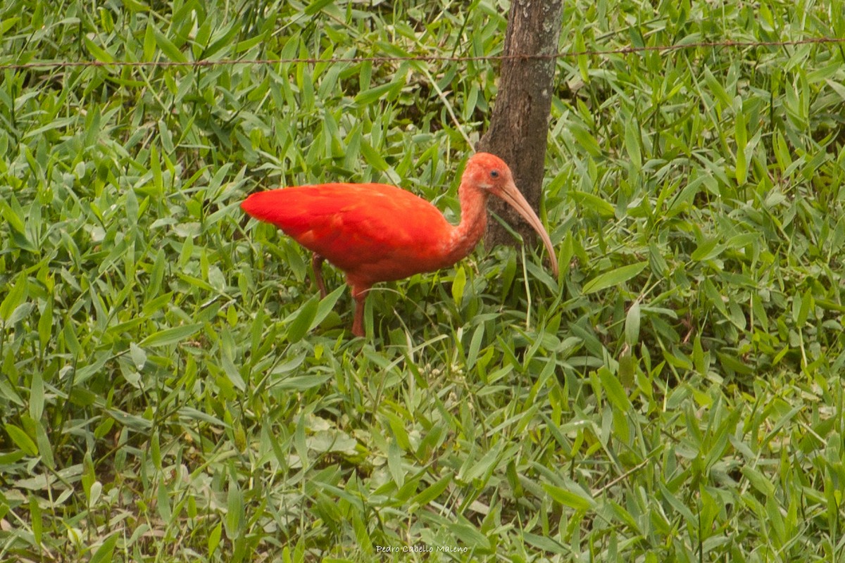 ibis rudý - ML619911427
