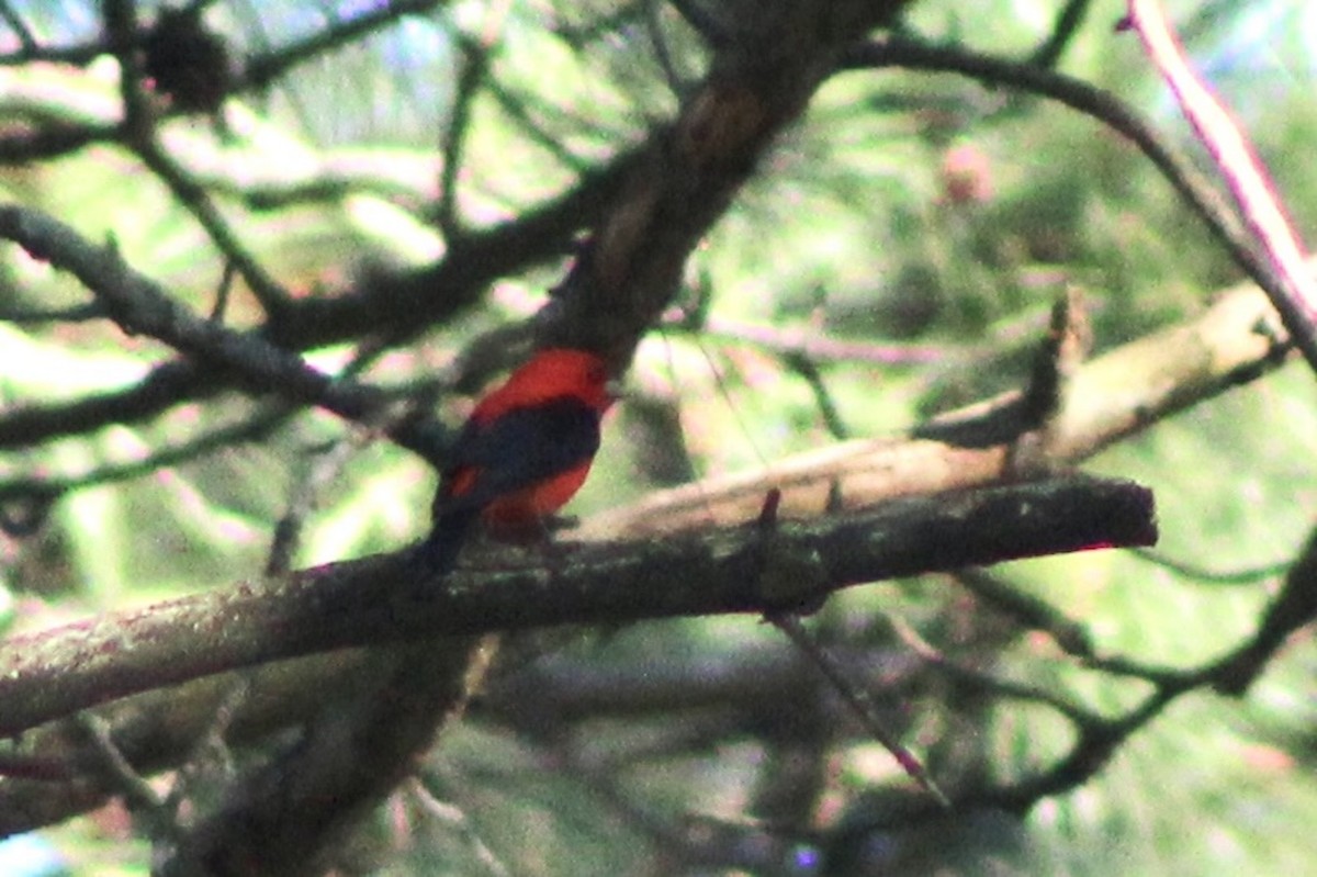 Scarlet Tanager - ML619911431