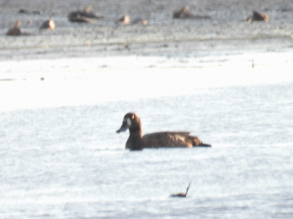Greater Scaup - ML619911438