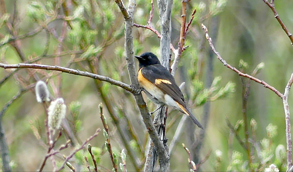 American Redstart - ML619911444