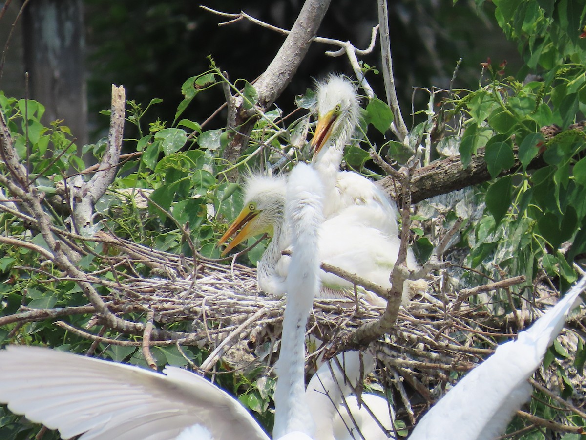 Great Egret - ML619911462