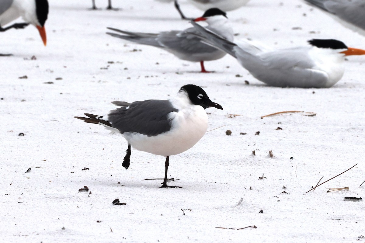 Franklin's Gull - ML619911464