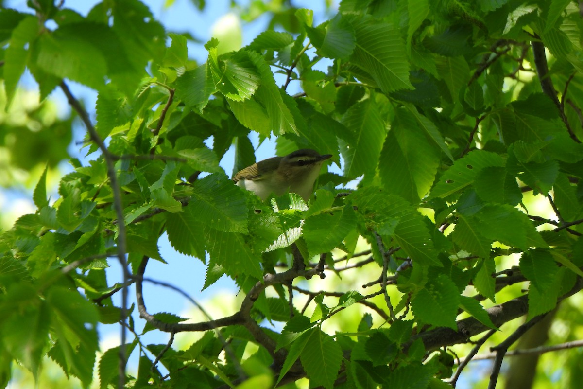 Red-eyed Vireo - ML619911483