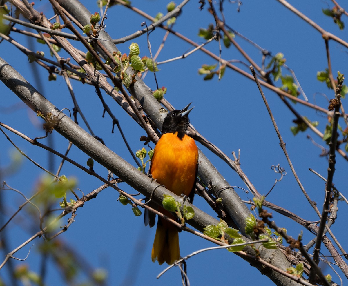 Baltimore Oriole - ML619911484