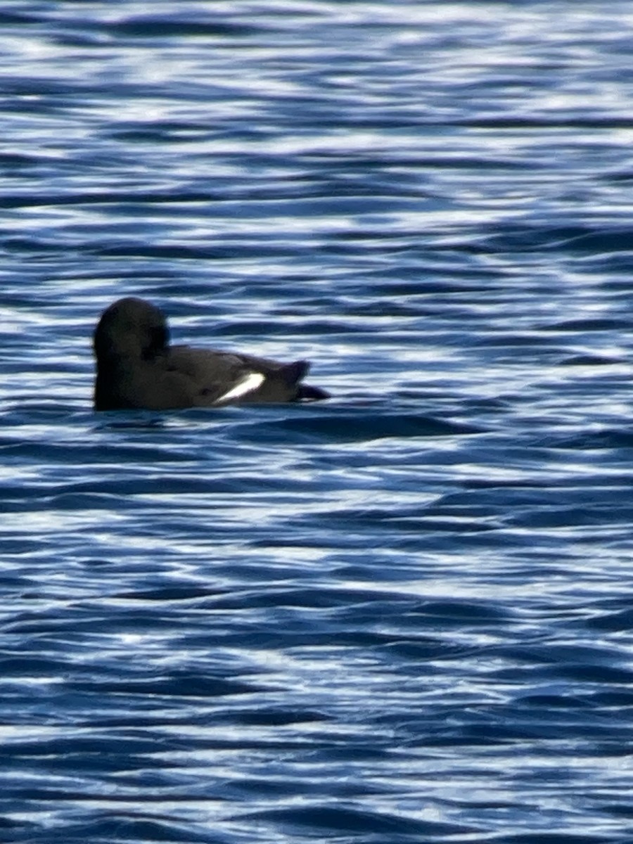 Black Guillemot - ML619911496