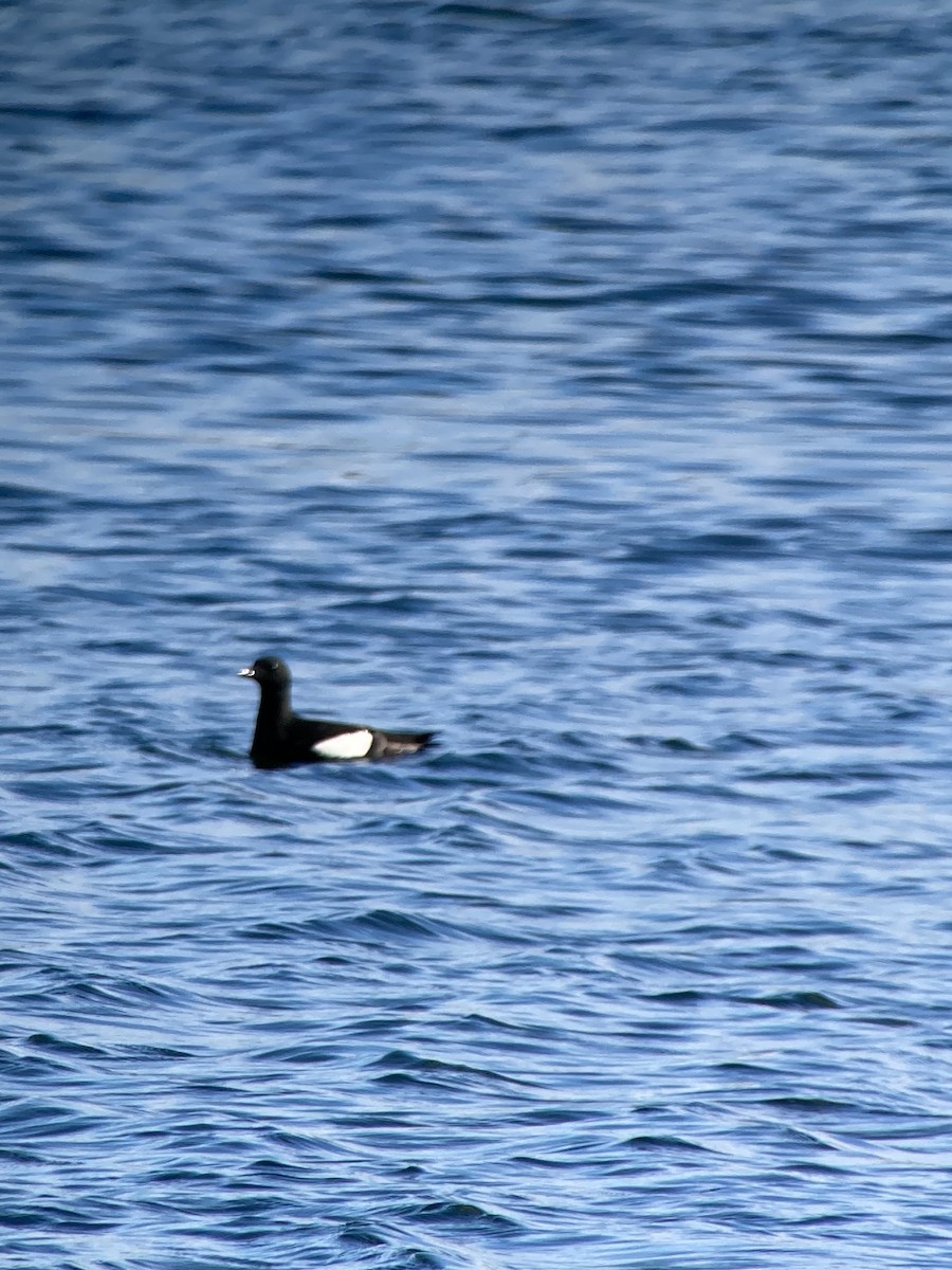 Black Guillemot - ML619911497