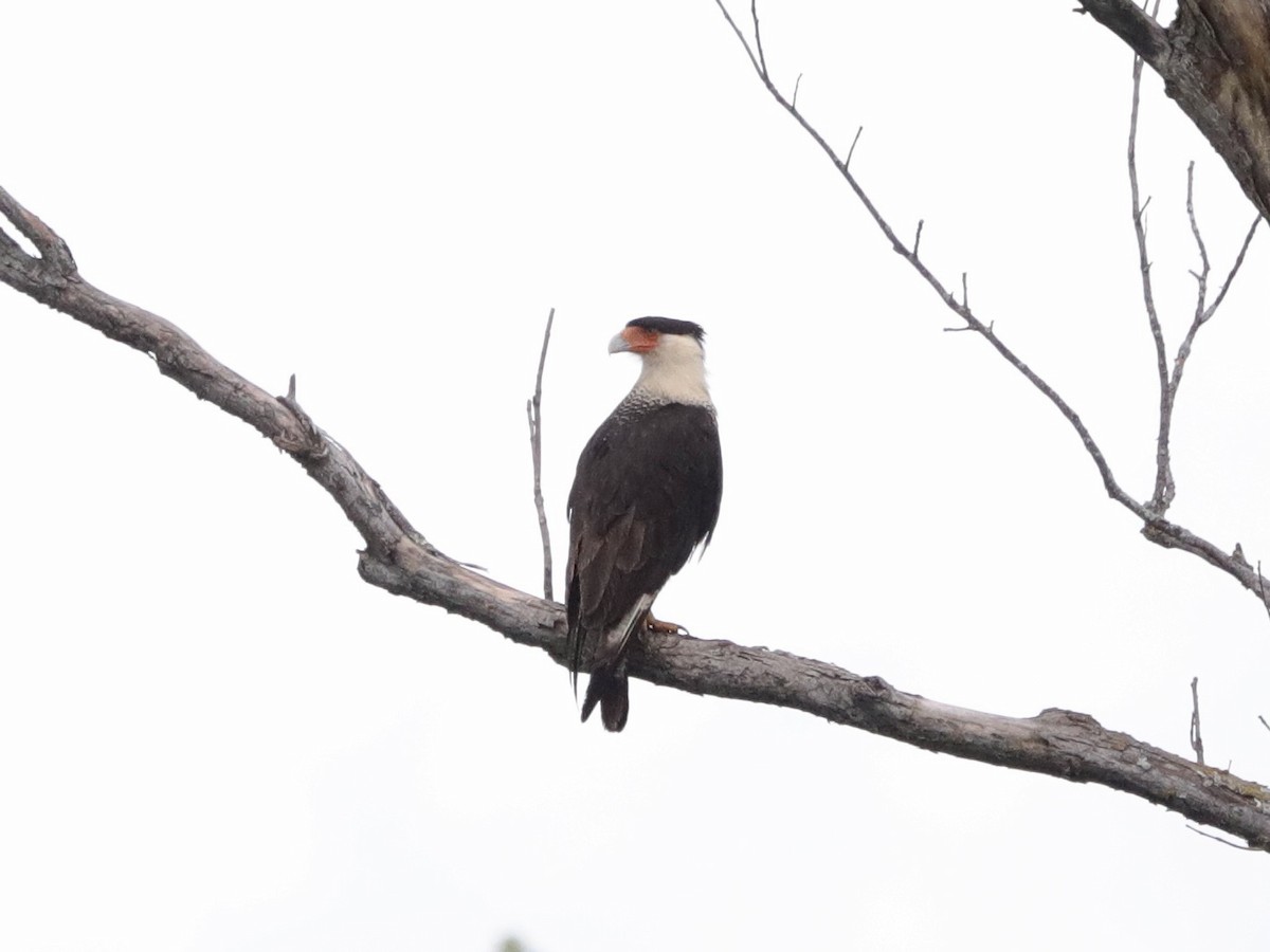 Crested Caracara - ML619911499