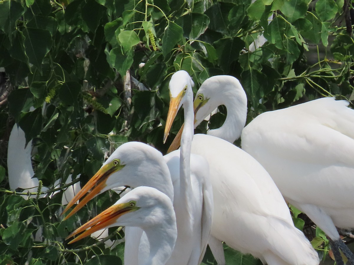 Great Egret - ML619911505