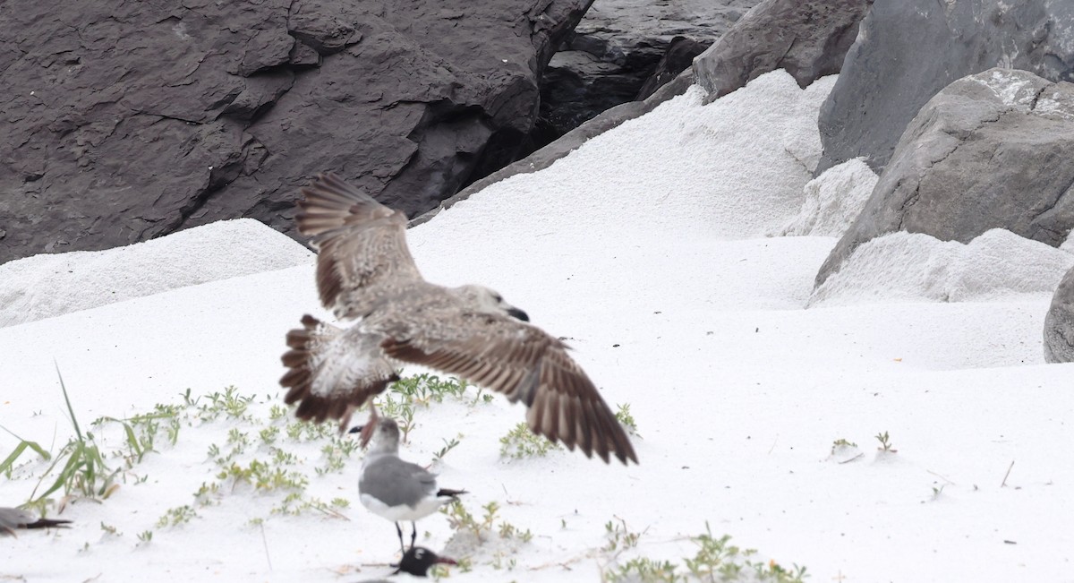 Lesser Black-backed Gull - ML619911506