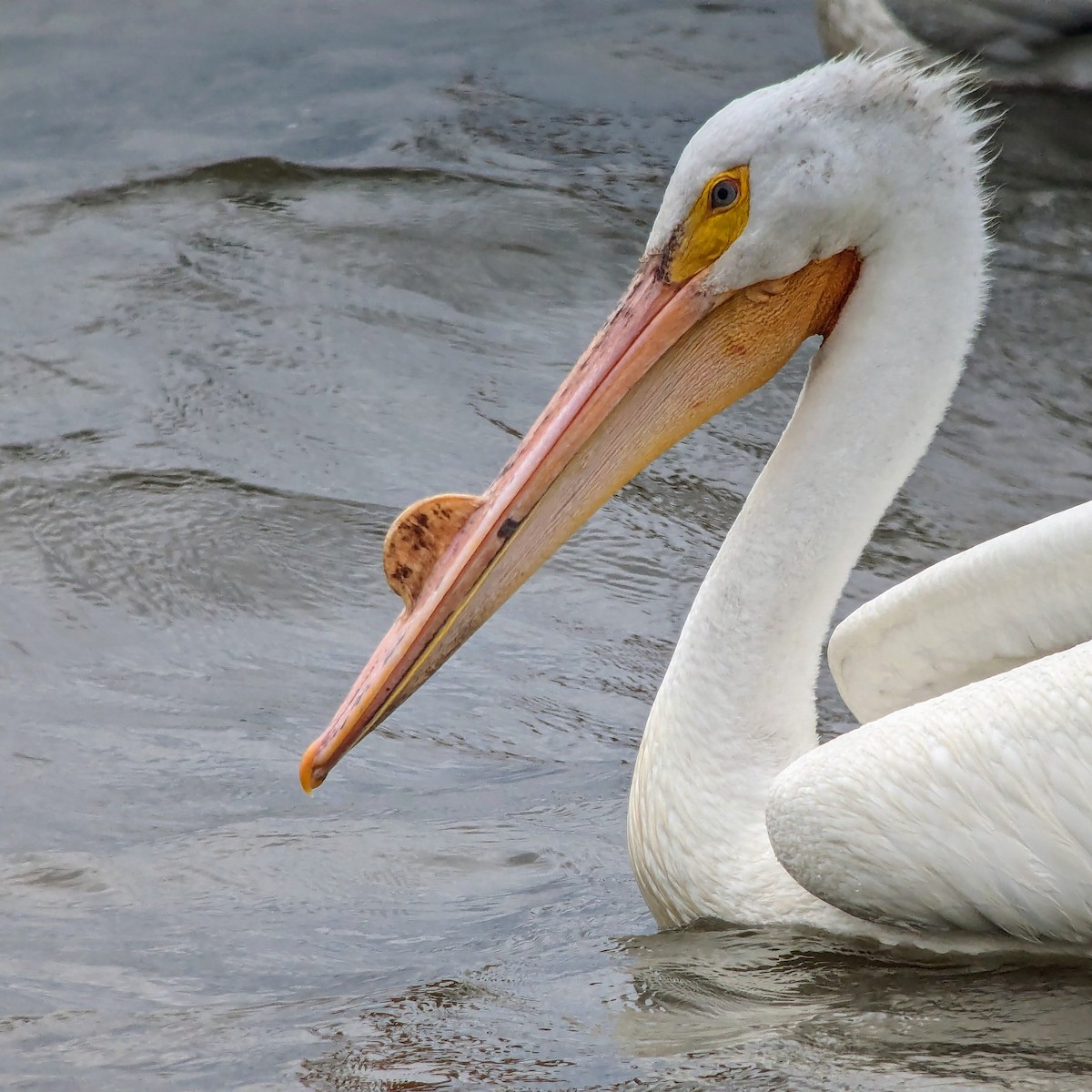 pelikán severoamerický - ML619911508