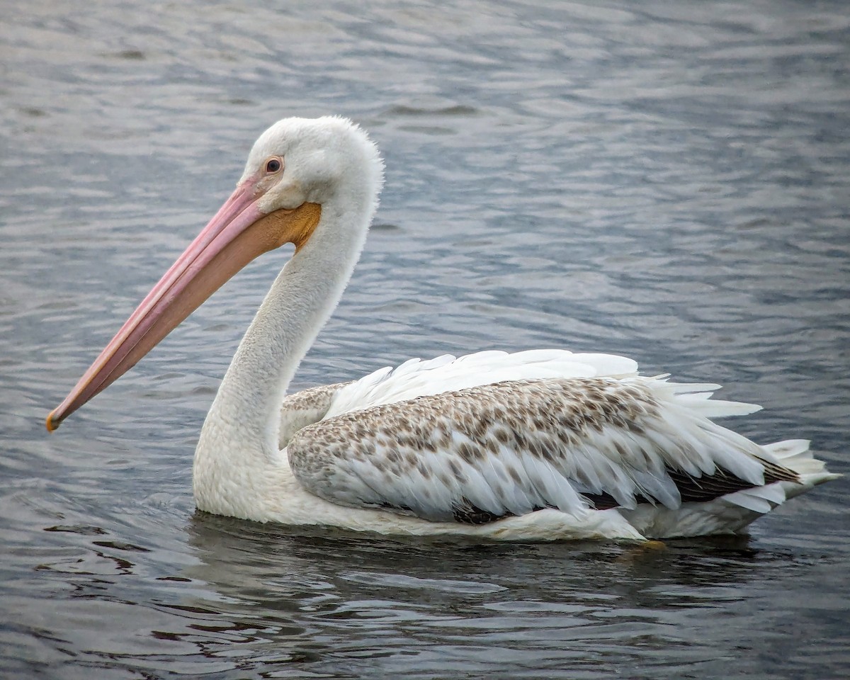 pelikán severoamerický - ML619911509