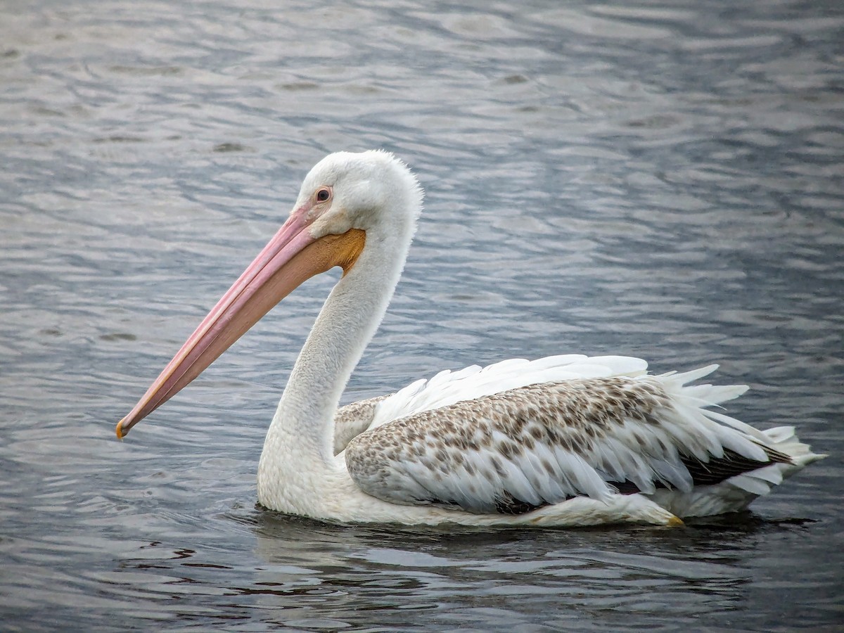 pelikán severoamerický - ML619911510