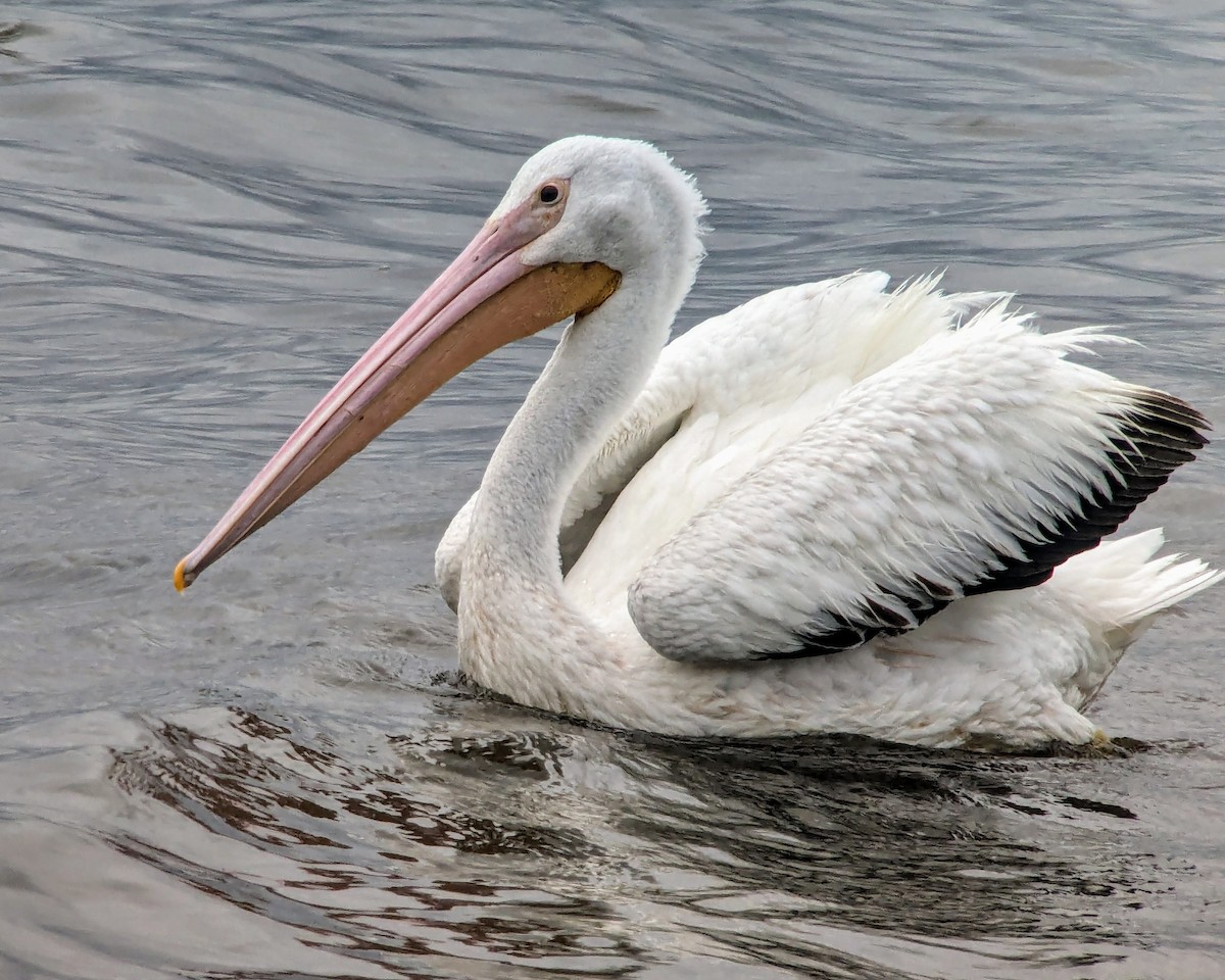 pelikán severoamerický - ML619911511