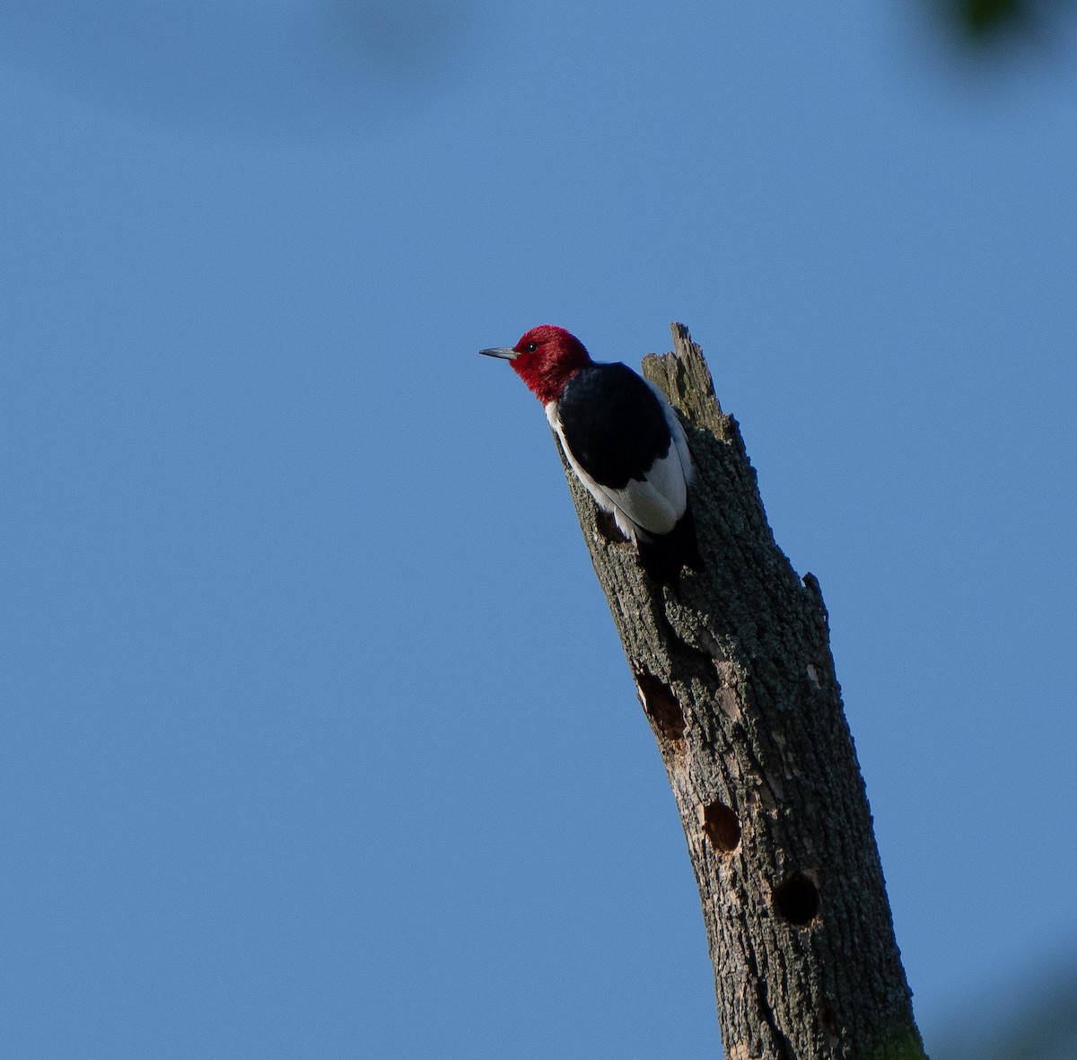 Red-headed Woodpecker - ML619911512