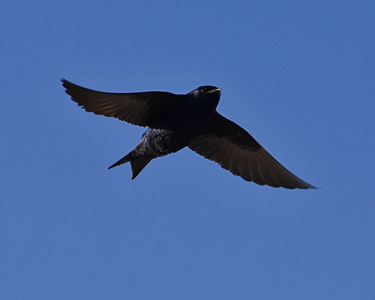 Purple Martin - ML619911515