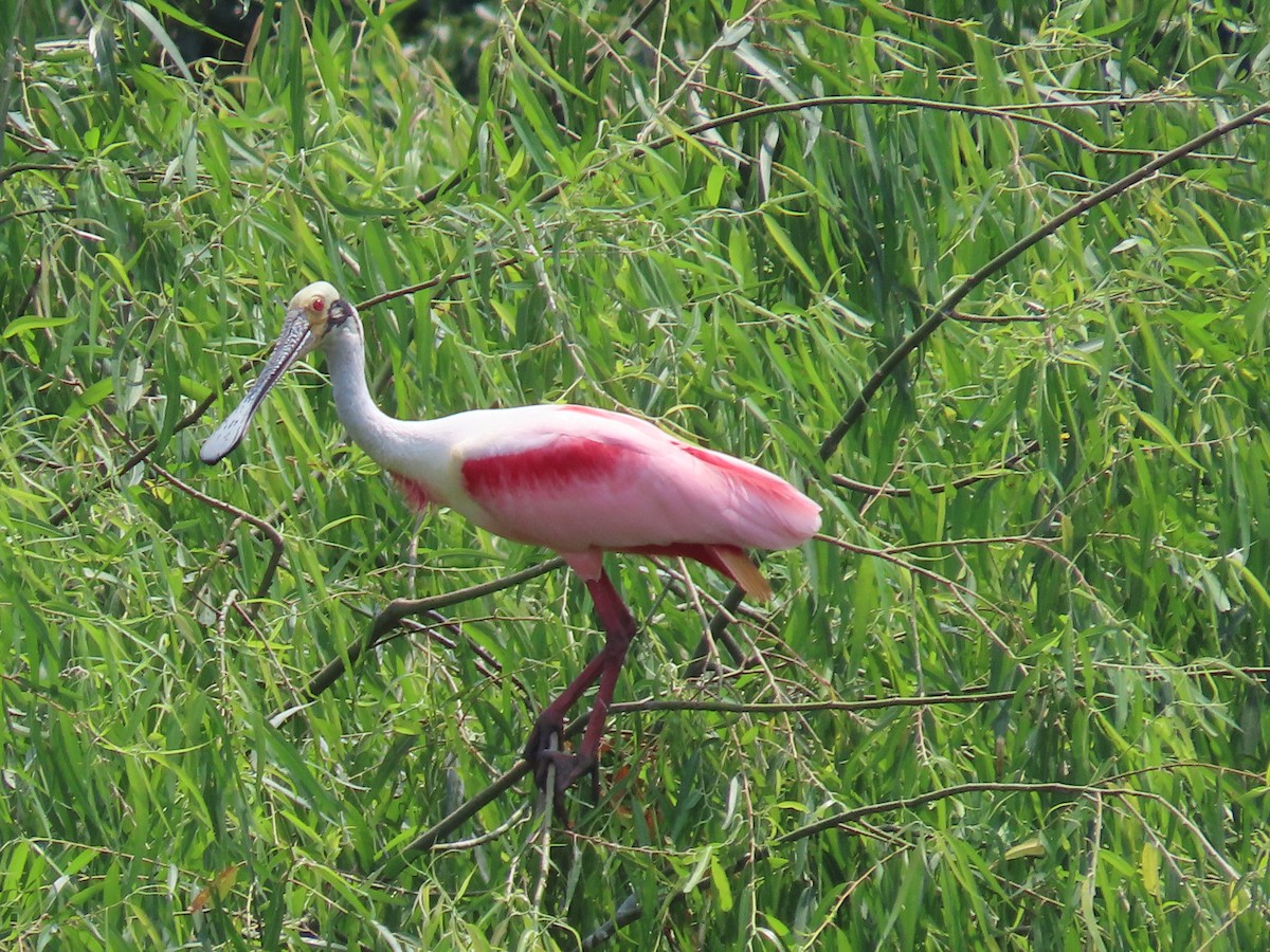 Roseate Spoonbill - ML619911543