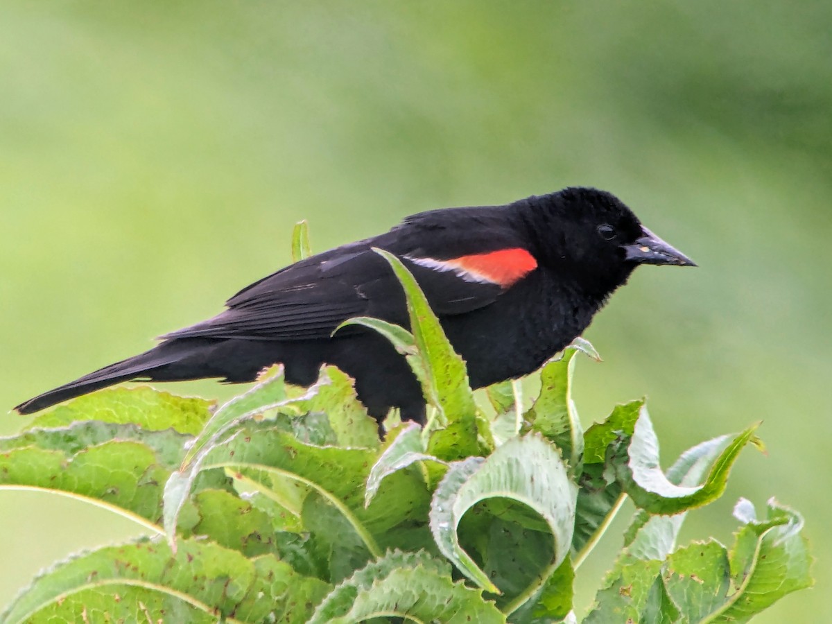 Red-winged Blackbird - ML619911546