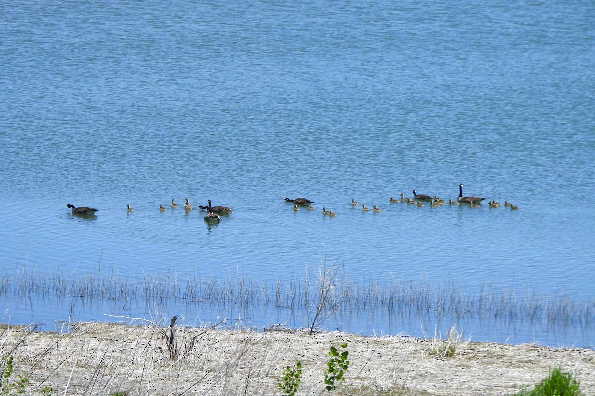 Canada Goose - Zoey Magner