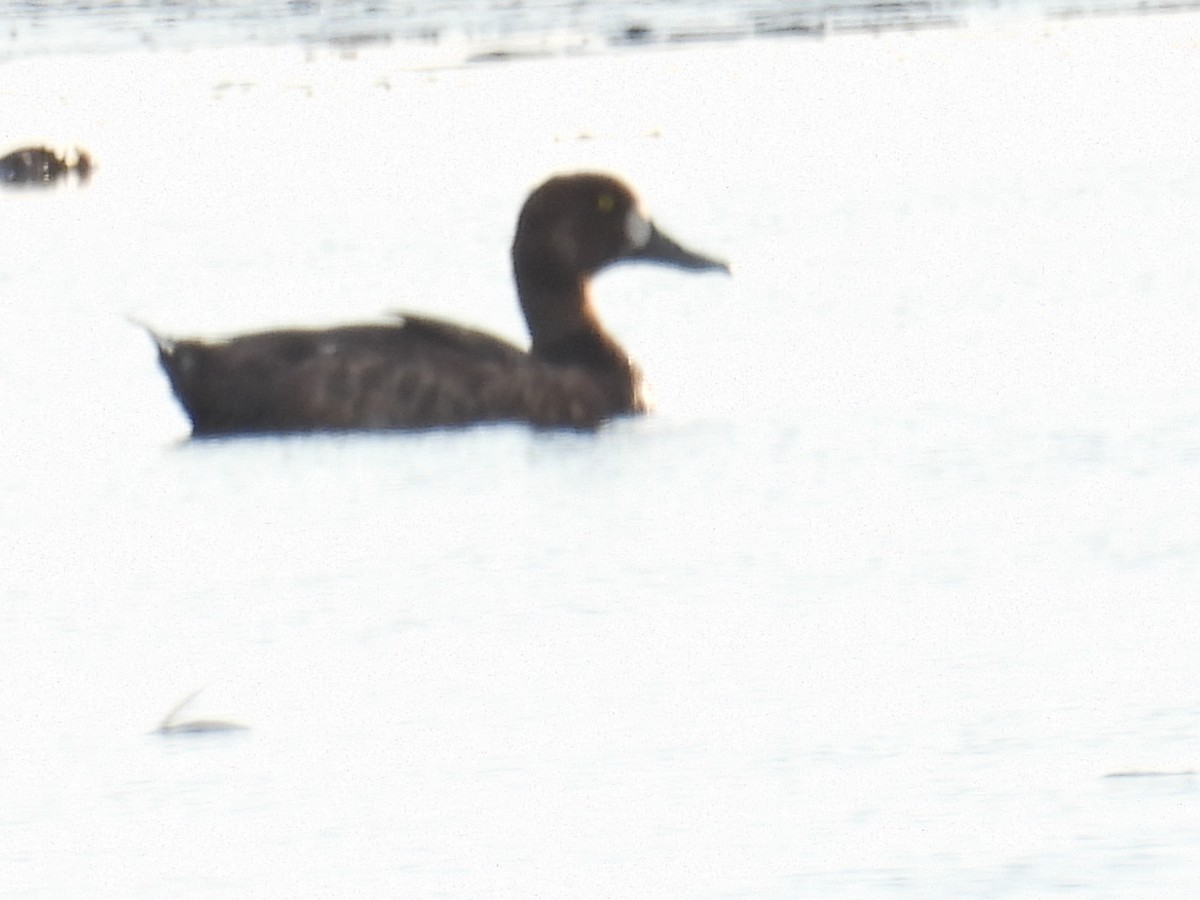 Greater Scaup - ML619911571