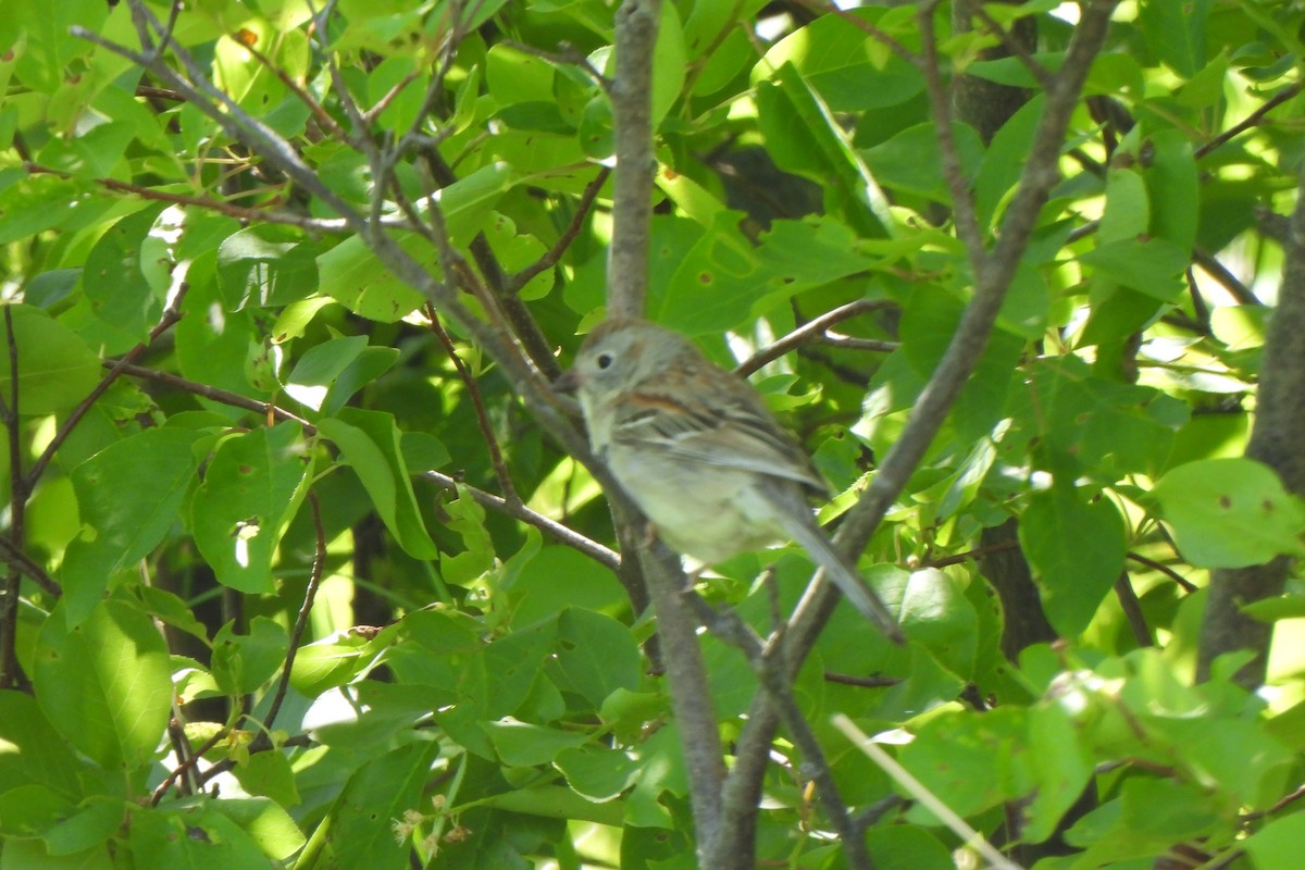 Field Sparrow - ML619911583