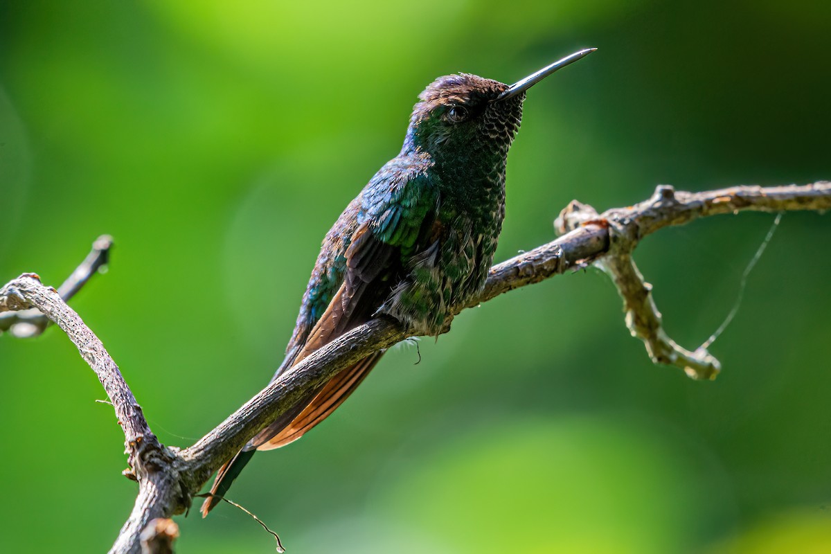 kolibřík brazilský - ML619911593