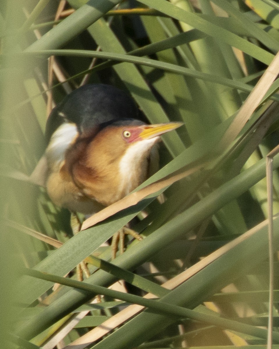 Least Bittern - ML619911600