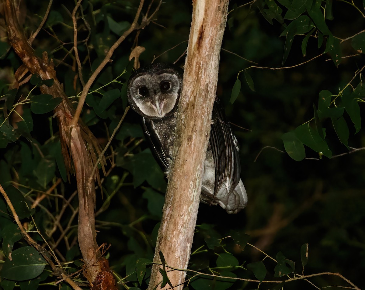 Lechuza Tenebrosa - ML619911610