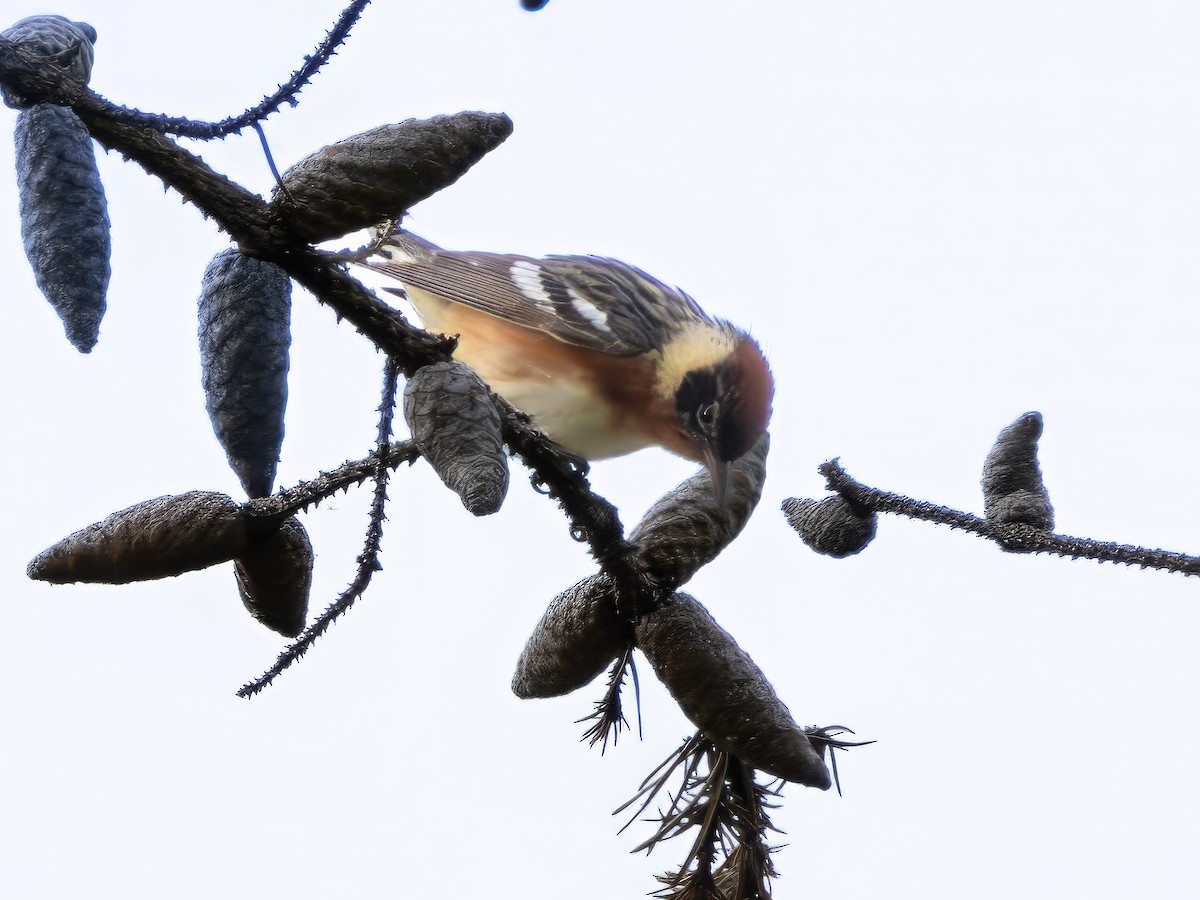 Bay-breasted Warbler - ML619911623