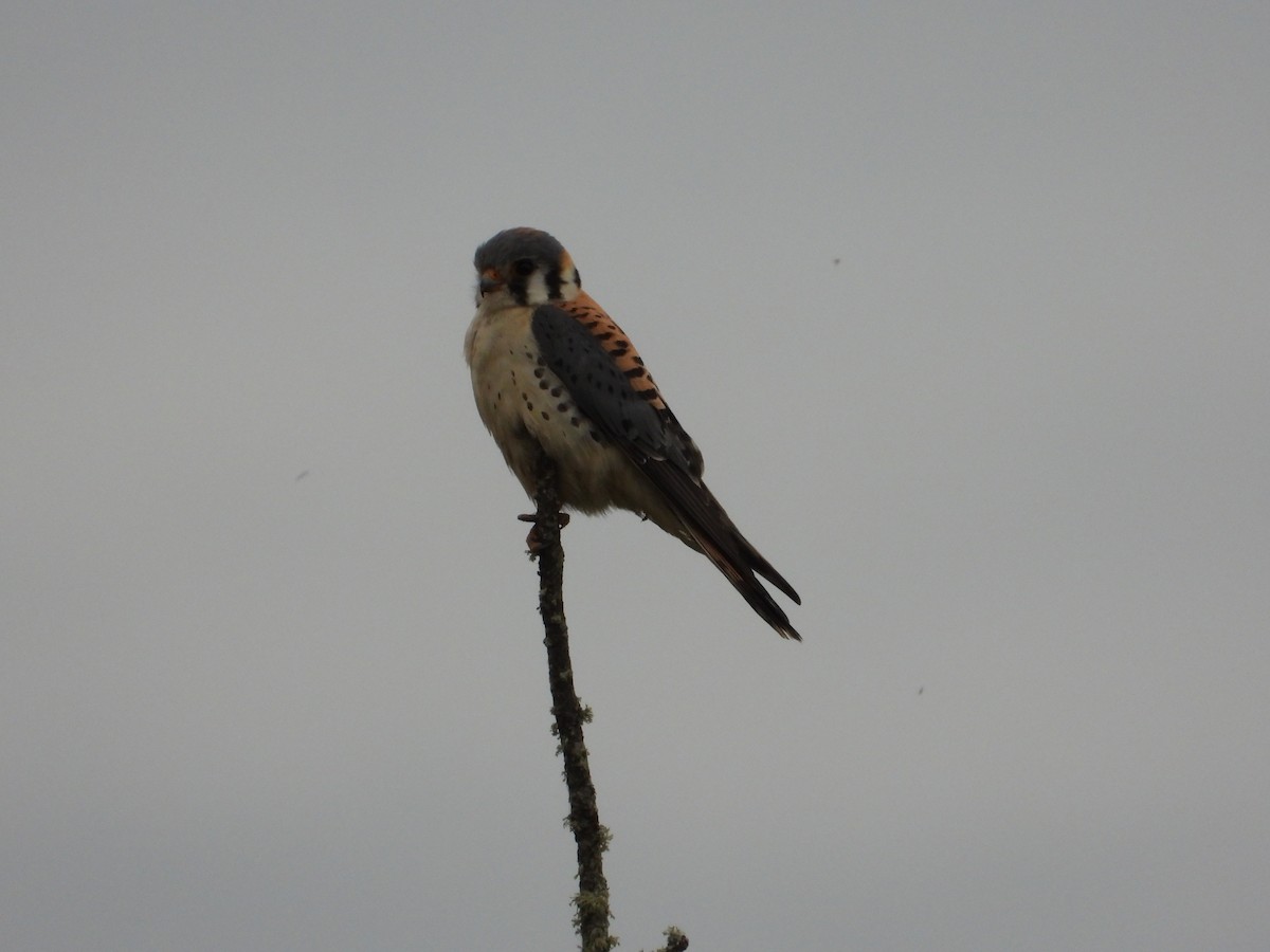 American Kestrel - ML619911630