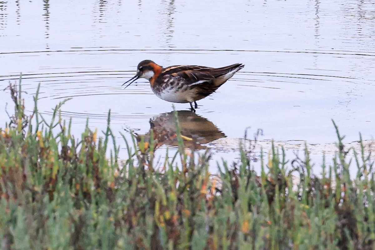 Red-necked Phalarope - ML619911641