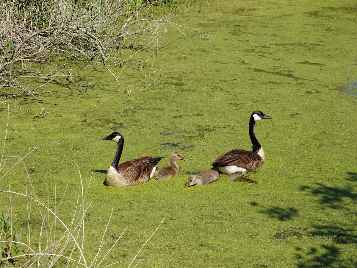 Canada Goose - ML619911643