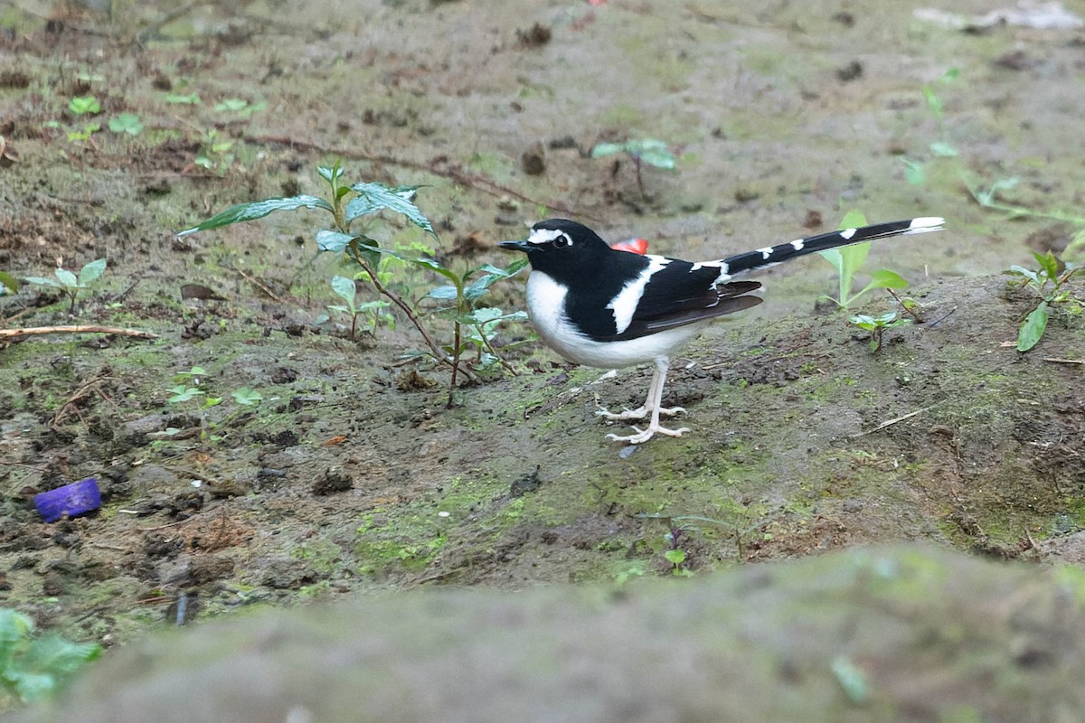 Black-backed Forktail - ML619911647