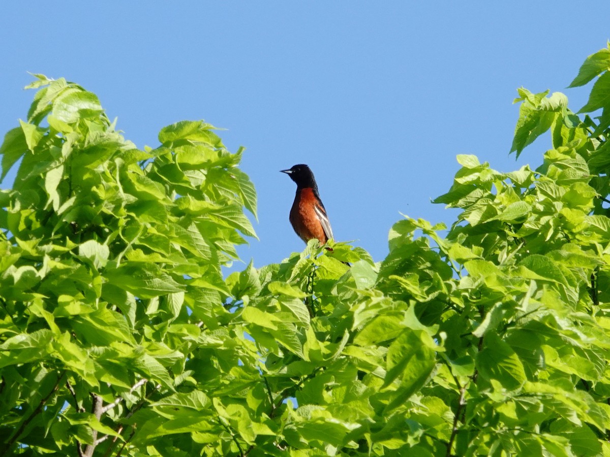 Orchard Oriole - ML619911650
